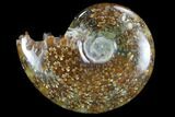 Polished, Agatized Ammonite (Cleoniceras) - Madagascar #97252-1